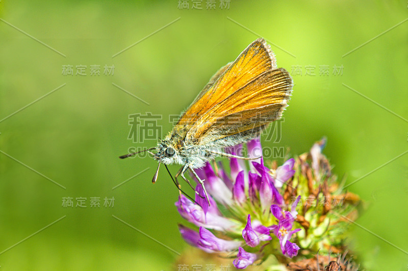 小船长对丁香花