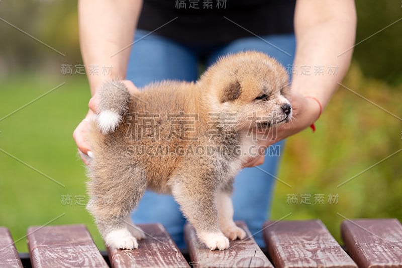 红色日本秋田犬在公园散步