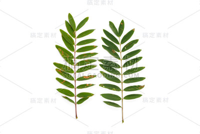 绿叶孤立在白色背景上
