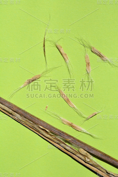 常见的梓种子