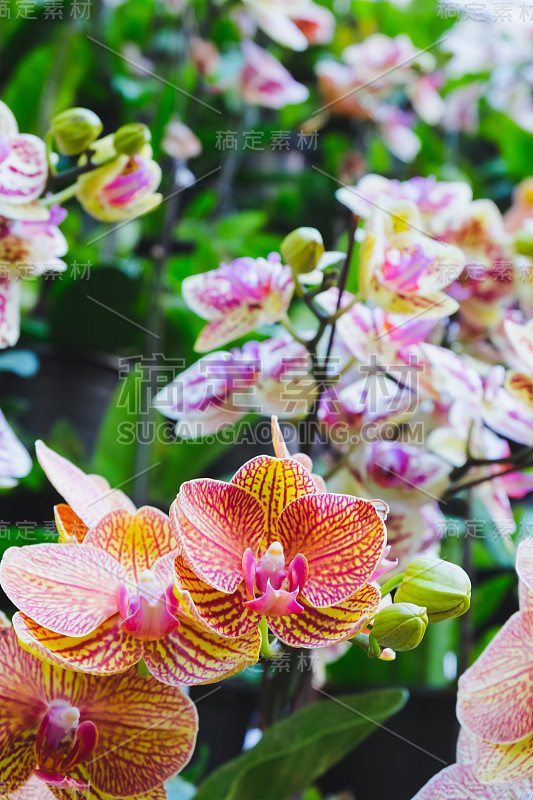 热带花园中的兰花。蝴蝶兰属兰花的花。花的背景。有选择性的重点。