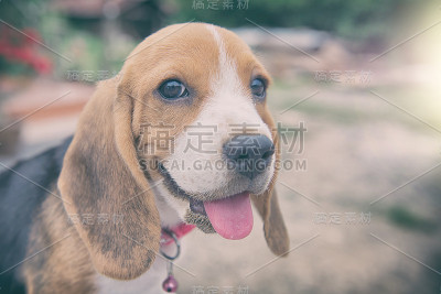 小猎犬号