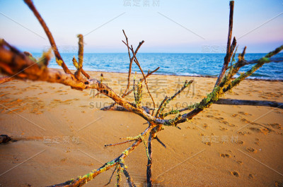 浮木