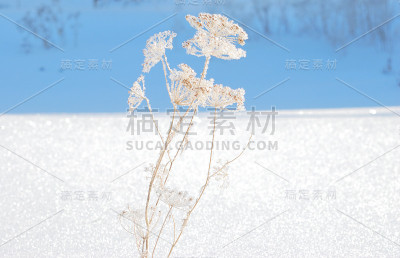 俄罗斯鄂木斯克地区，植物被雪覆盖