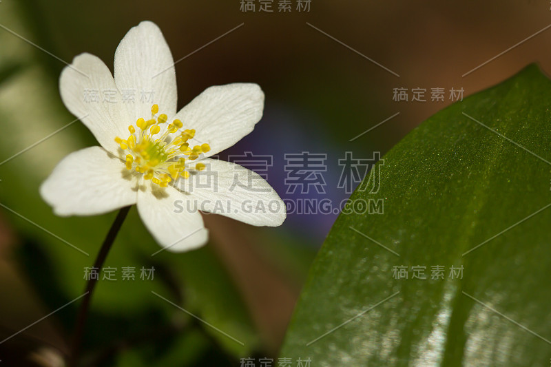 木银莲花(anemone nemorosa)生于阴木，毛茛科毛茛科的早春花。风花，针茅或嗅狐白银莲花