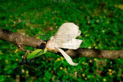 玉兰花