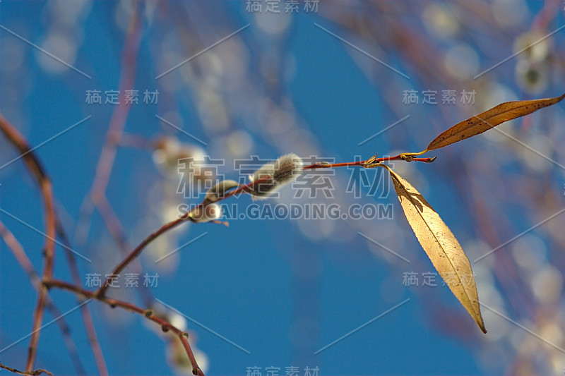 春天前夕树枝上蓬松的花蕾