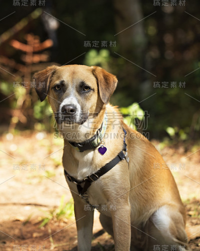 狗坐在