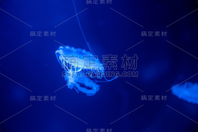 小水母漂浮在水里