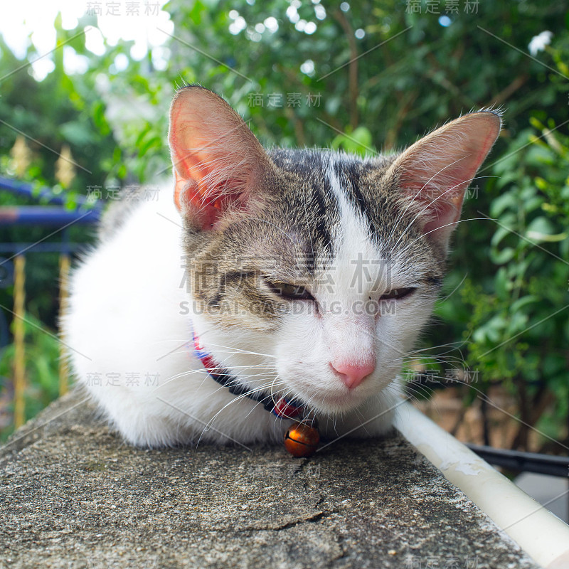 猫的脸