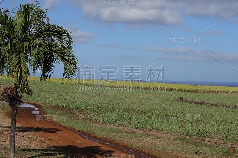 甘蔗种植园，毛里求斯，印度洋，非洲