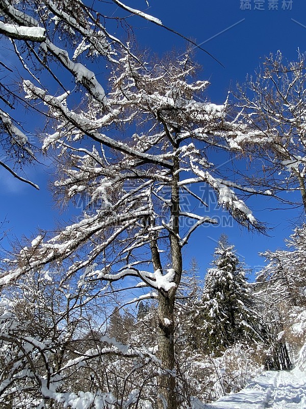 意大利北部阿尔卑斯山降雪后的清晨，瓦雷兹的“鲜花广场”