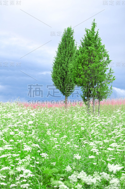 长和草