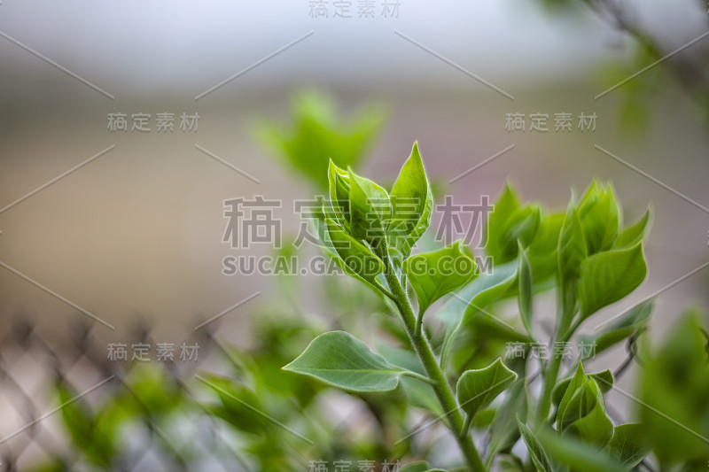 背景与绿色芽在丁香灌木枝条在春天