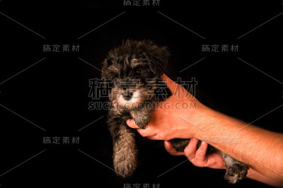 小狗