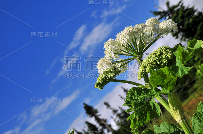 美国蒙大拿州的野花微距艺术摄影