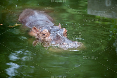 河马在水中
