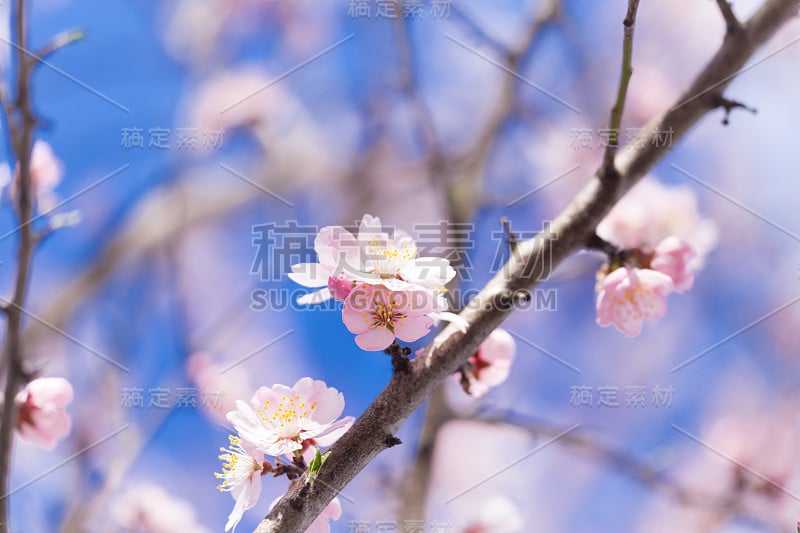 杏树上的花朵在春天的日子里模糊了背景