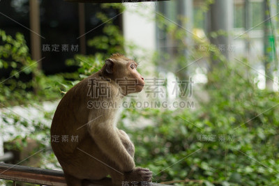 猴子(猕猴)肖像形象
