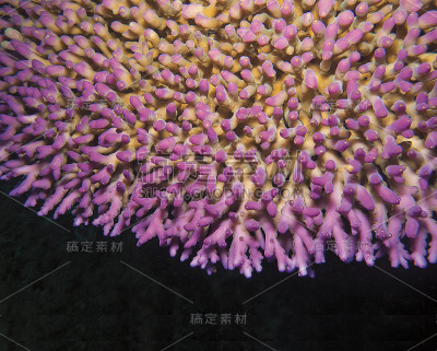 印尼巴厘岛的红色硬珊瑚特写