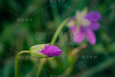 野花