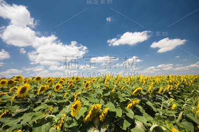 向日葵