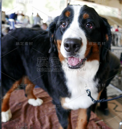 各种狗