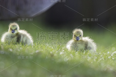 加拿大鹅宝宝