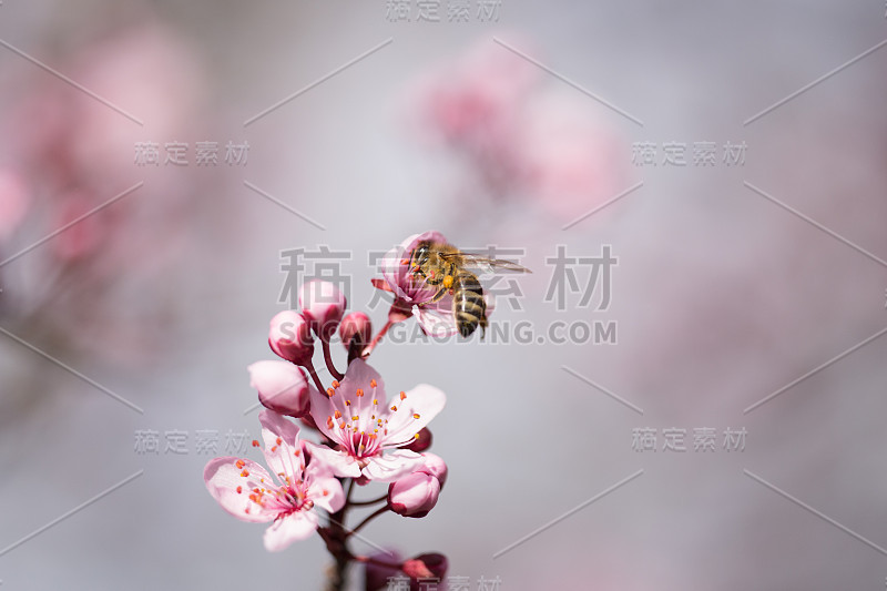 杏树上的花朵在春天的季节里模糊了背景