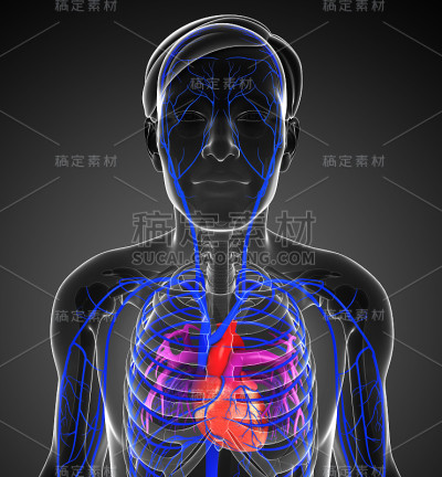 人类的心脏解剖