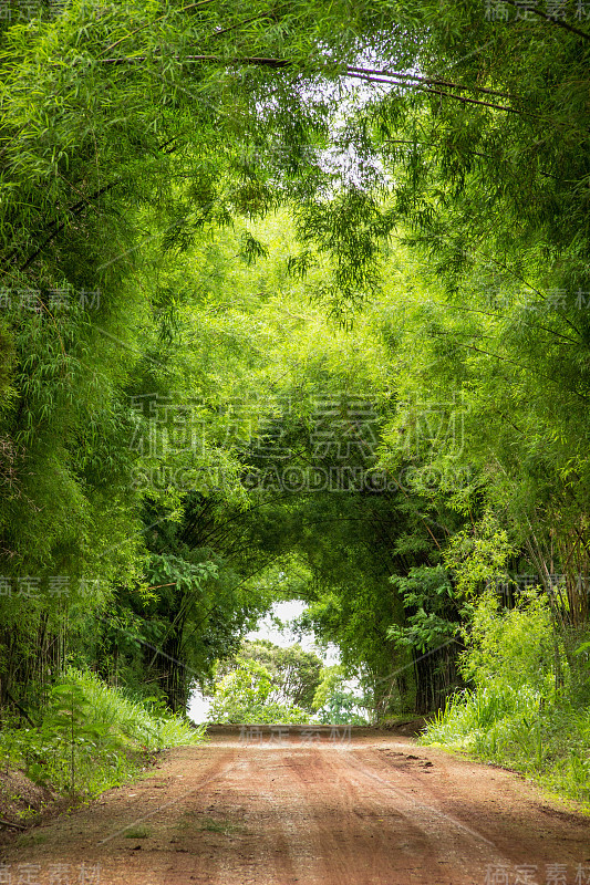 路到竹林隧道