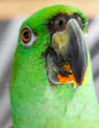 绿色鹦鹉吃水果，特写摄影