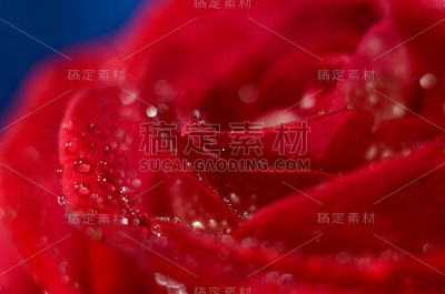 红玫瑰花蕾配蓝