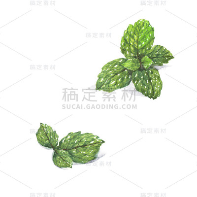 薄荷。
