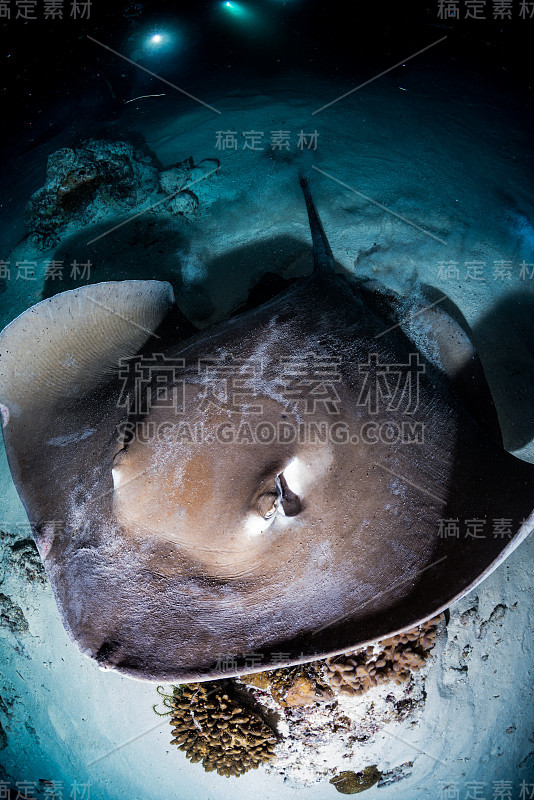 Stingray at Night diving