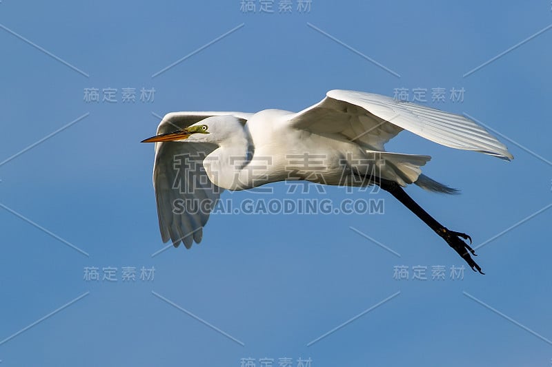 飞行中的大白鹭(Ardea alba)