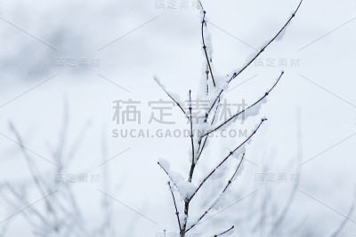 森林里正在下雪