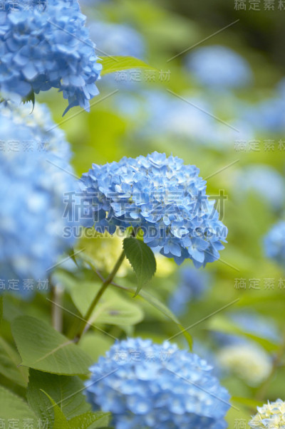 绣球花