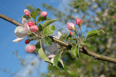 盛开的苹果树。