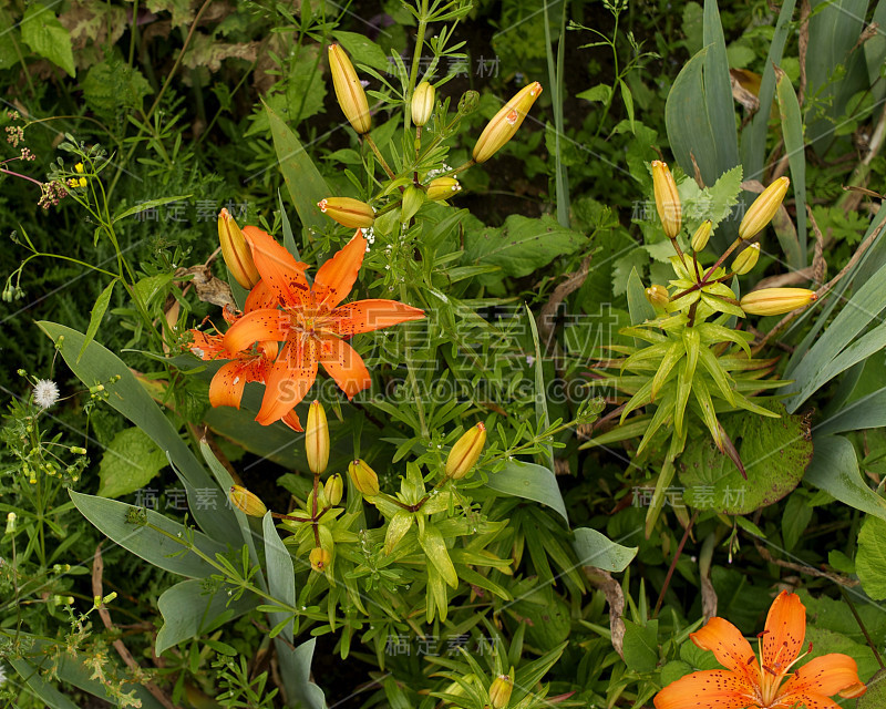 花-百合橙