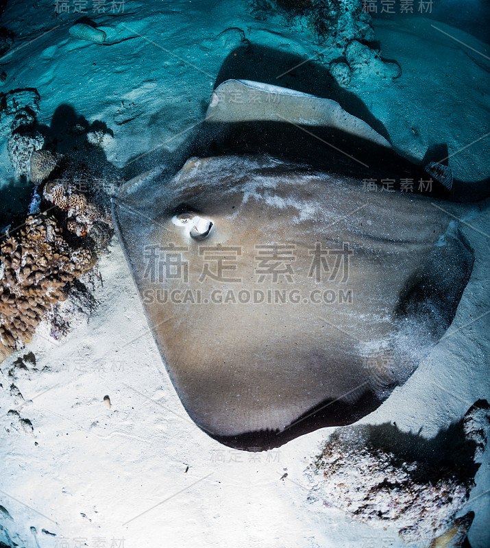 Stingray at Night diving