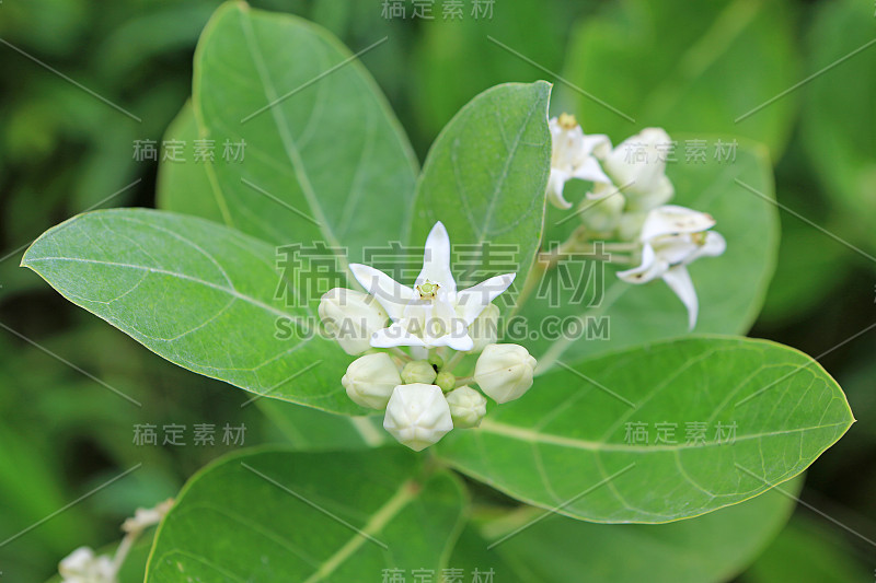 皇冠花的特写。Calotropis或Dok rak(泰国语中的爱之花)