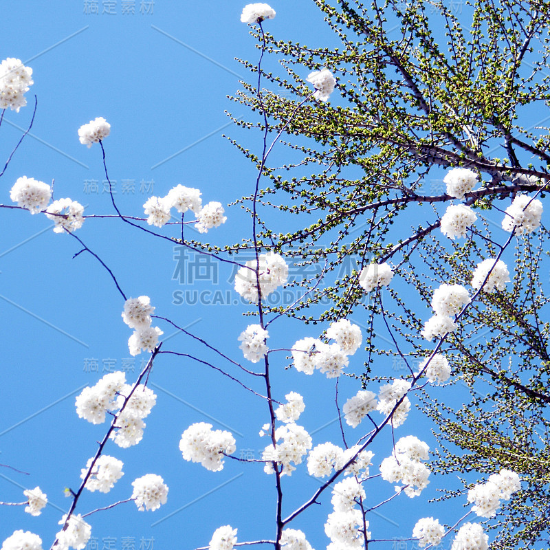 2010年华盛顿樱花盛开