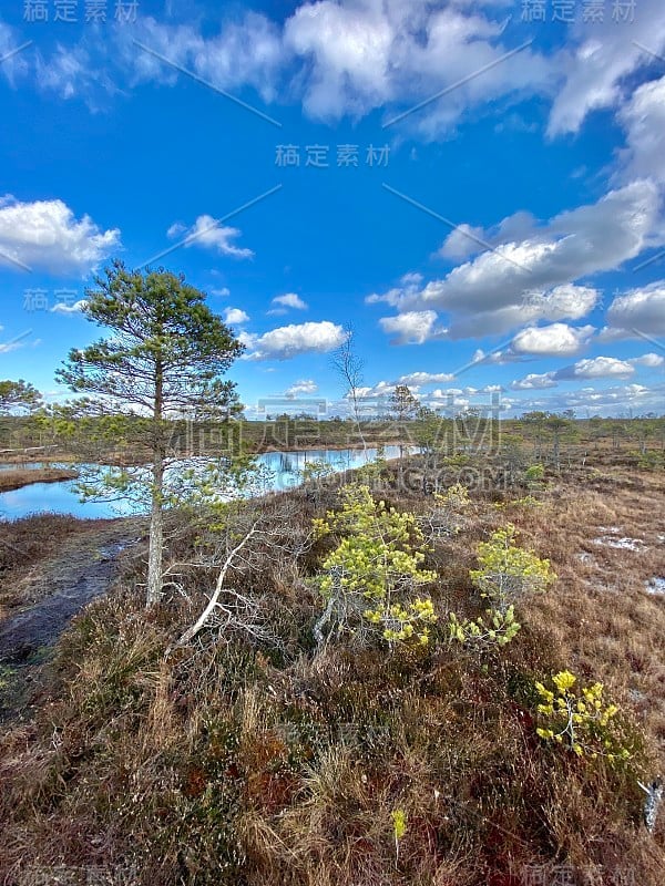 沼泽秋天国家公园克梅里拉脱维亚风景