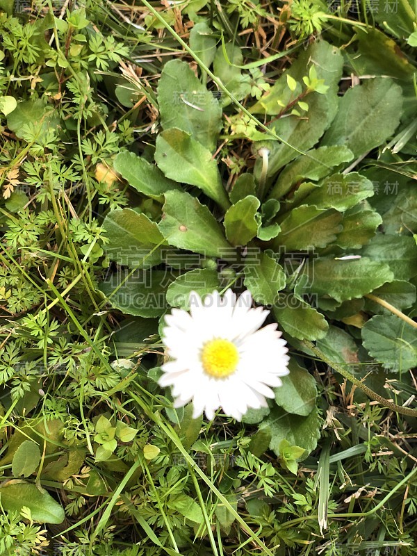 普通雏菊白色的野花