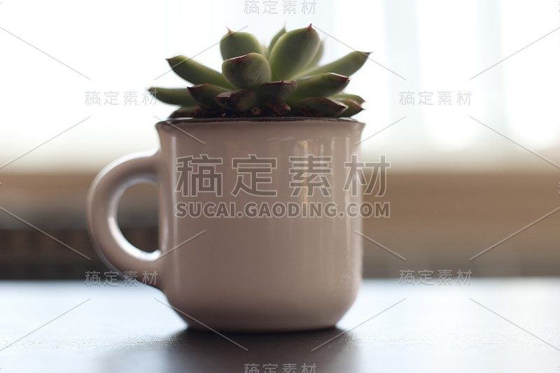 cute succulent in a coffee mug