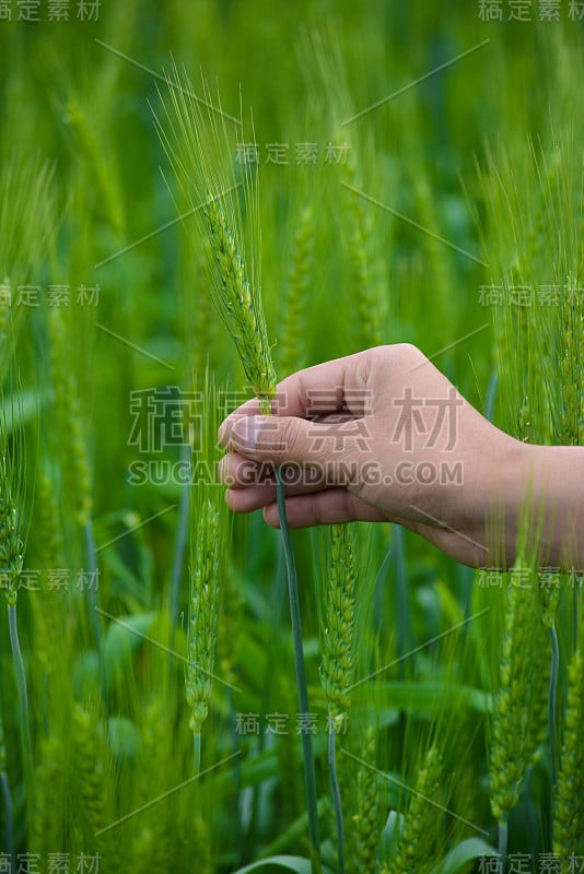 在麦田里，一个男人手里拿着绿色的麦穗