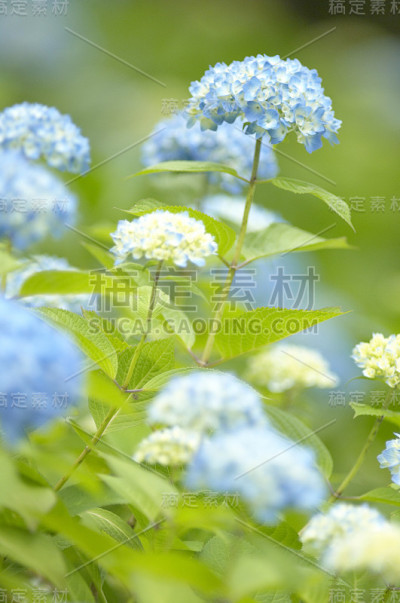 绣球花