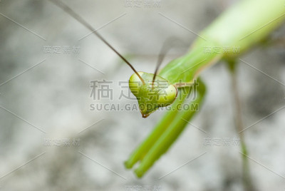 mantide’s之眼
