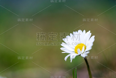 雏菊花